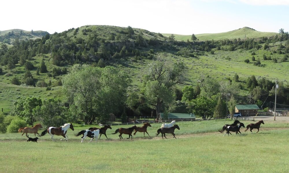 Bitter Creek Outfitters