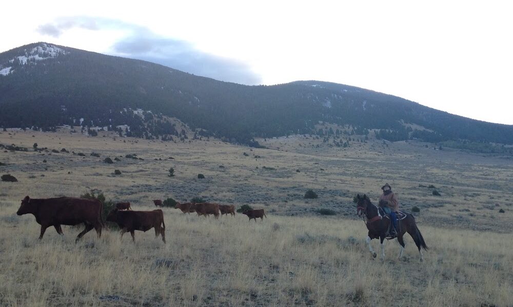 Hidden Hollow Hideaway Cattle & Guest Ranch