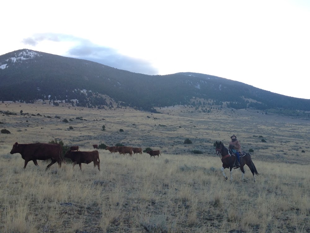 Hidden Hollow Hideaway Cattle & Guest Ranch